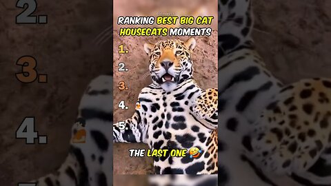 Ranking Best Big Cat Housecats Moments