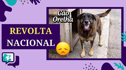 Caso Orelha: Maus-tratos, impunidade e a revolta do Brasil