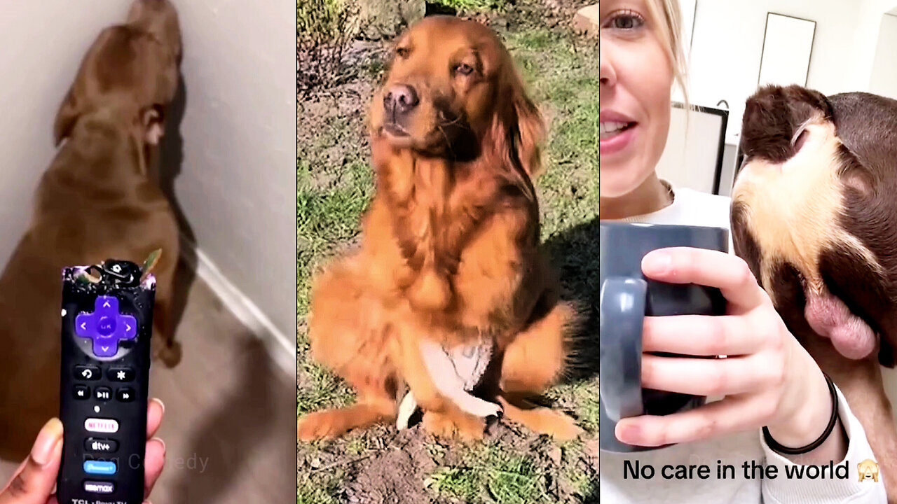 Sometimes My Dog Forgets How to Be a Dog