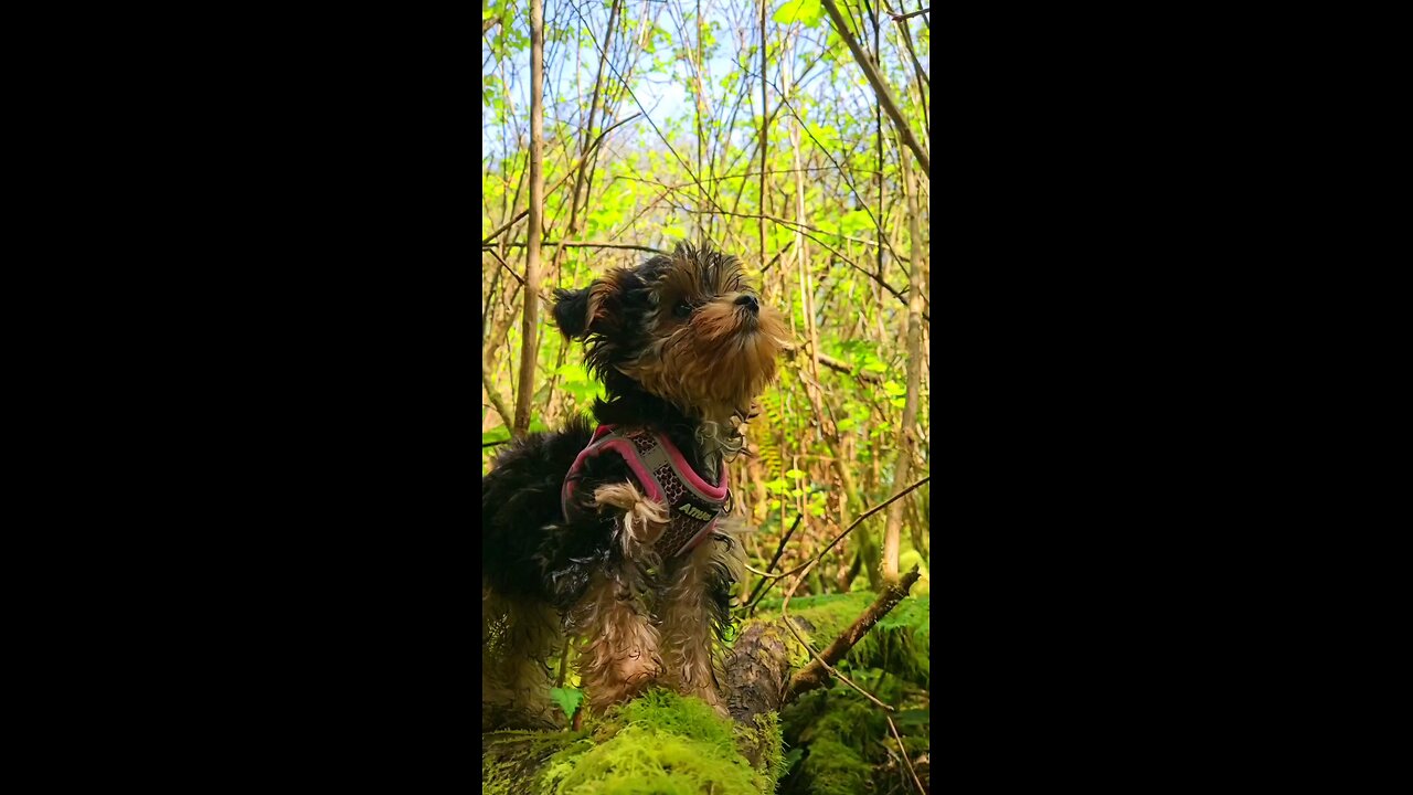 cute yorkie puppy