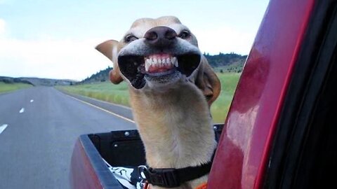 𝐘𝐨𝐮 𝐋𝐚𝐮𝐠𝐡 𝐘𝐨𝐮 𝐋𝐨𝐬𝐞 😍😸😹 | FUNNIEST Animal, Dog and Cat Videos That'll TEACH YOU WHAT A GOOD LAUGH IS! 😸🐶