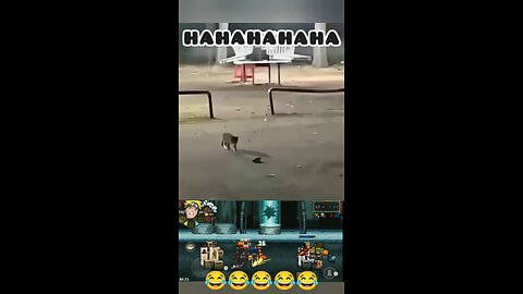 Funny Cat 😂😂😂😂