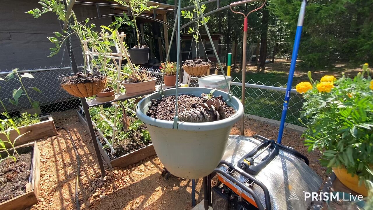 Homeystead weekly garden and puppy updates…!!