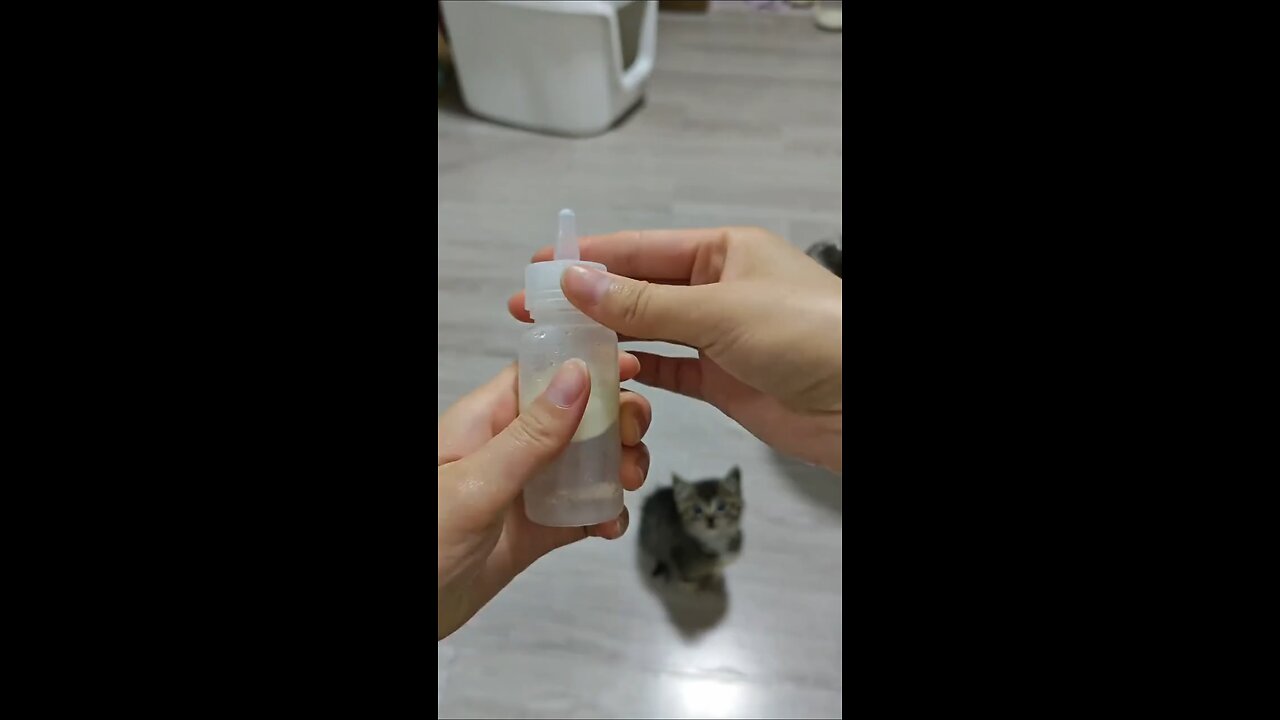 Kitten Seems To Enjoy Its Milk
