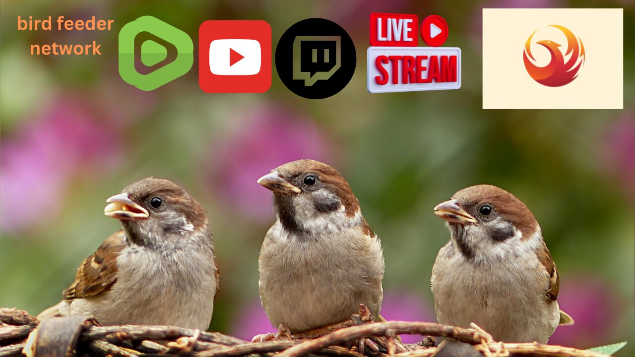 Bird feeder network live stream