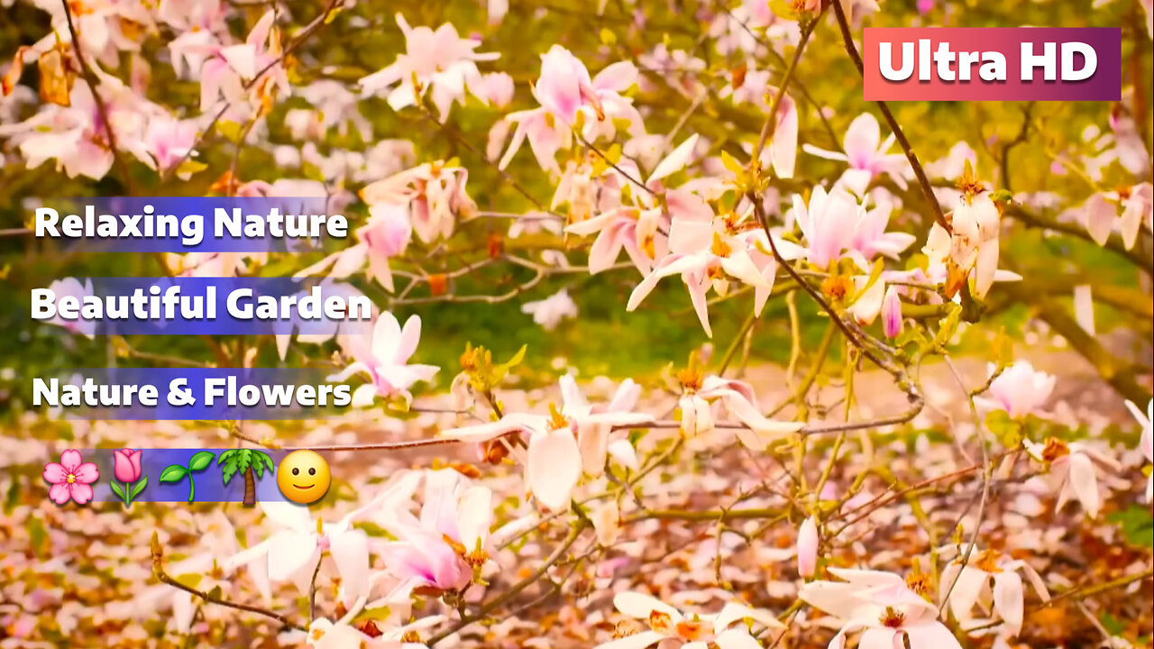 Beautiful Flower Garden in Nature Relaxing Nature | Colorful Flowers