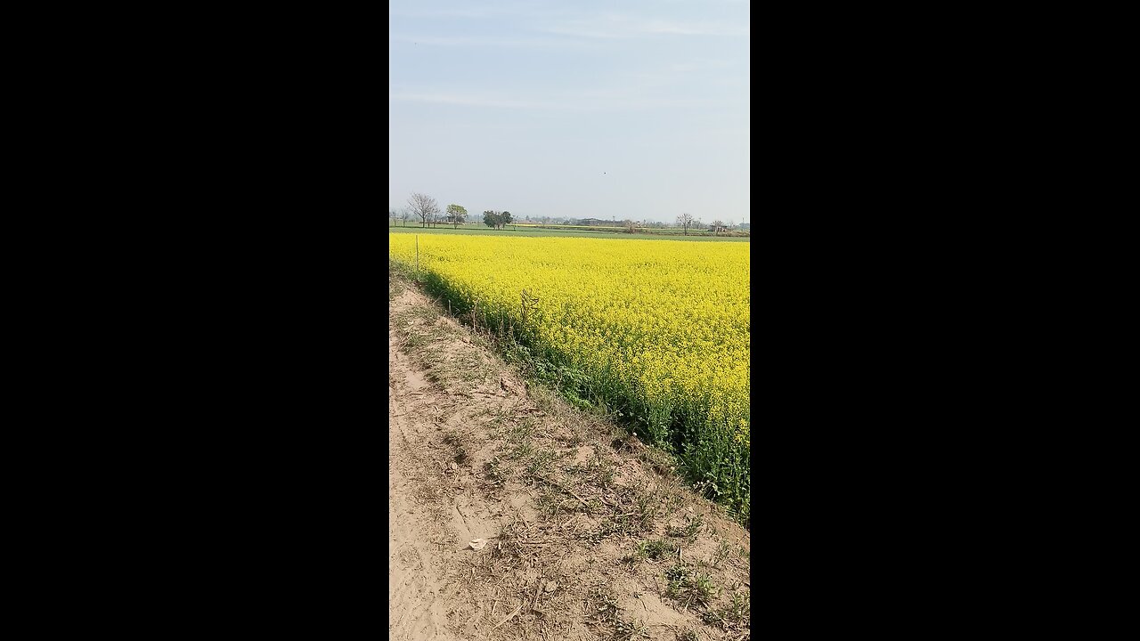 mustard farms 🚜🐄🌾