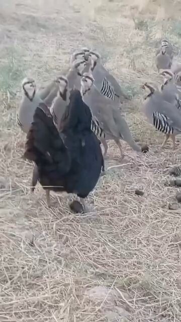 Chicken Fighting