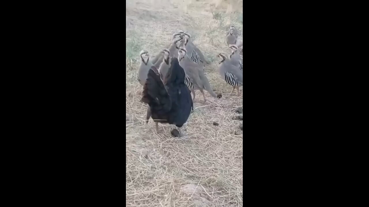 Chicken Fighting