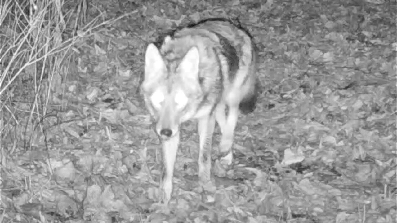 Coyote Picking Up a Scent