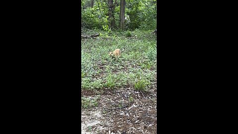 Rijik 🐈 in nature.