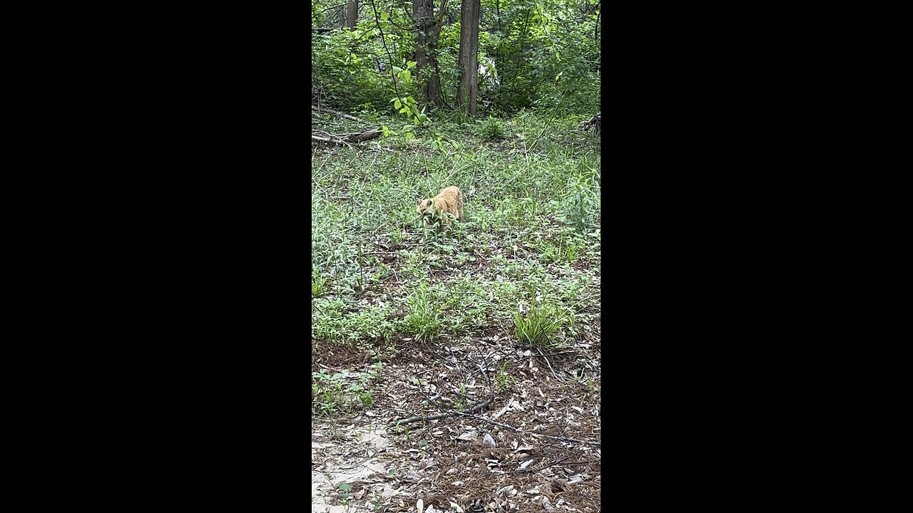 Rijik 🐈 in nature.