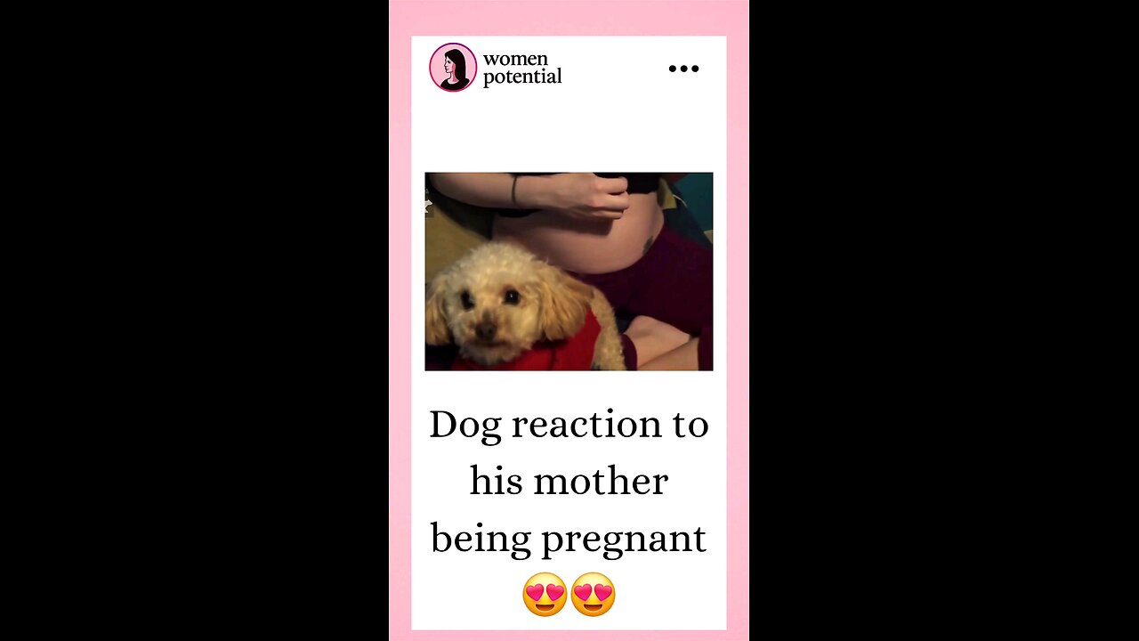 dog reaction to mamma being pregnant