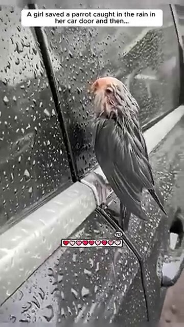Saving a Parriot Caught in The Rain