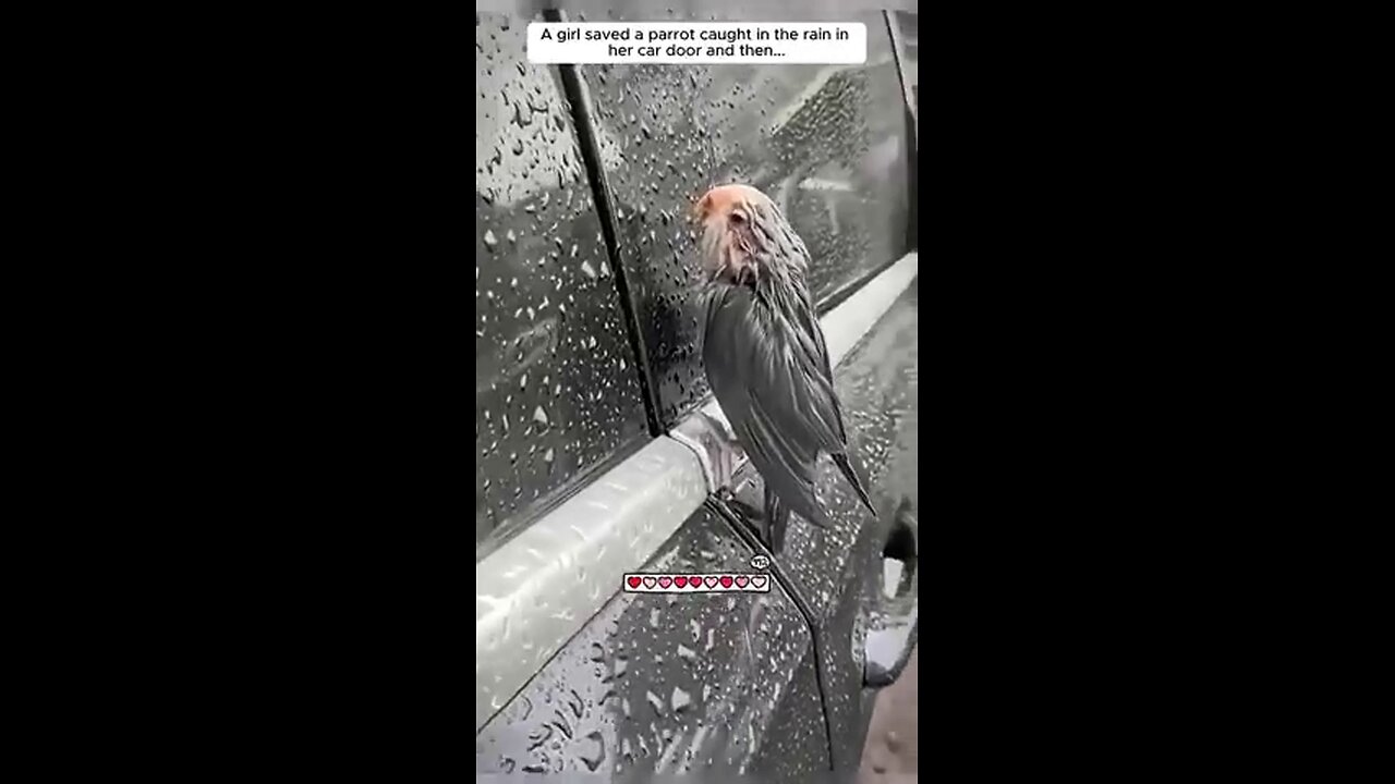 Saving a Parriot Caught in The Rain