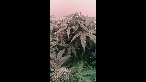 Mimosa Cake week 11