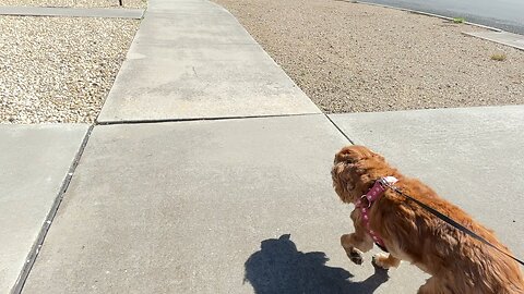 ☀️😍🐕❤️