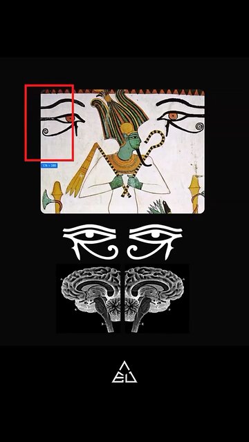 🧠 EGYPTIAN SYMBOLS ARE A MAP OF YOUR BRAIN ‼️ THIS WILL BLOW YOUR MIND… 🤯