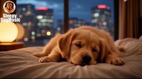 🐾 Soothing Music for Pets – 8 Hours of Healing Sounds to Help Dogs Sleep Peacefully
