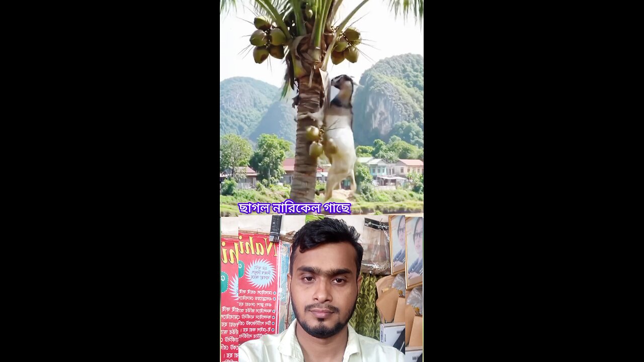 ছাগল নারিকেল গাছে #reels #viral #amazing