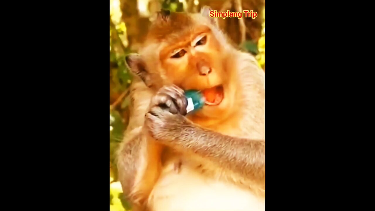 Simplang Trip 116: Monkey fortunately safe after opening the disposable lighter.