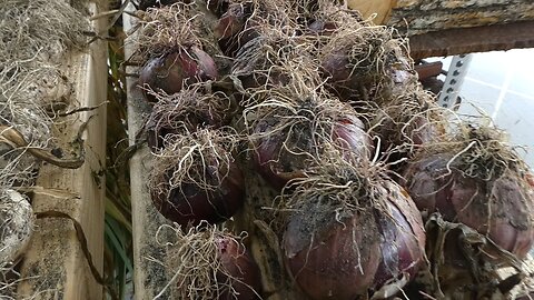 Garden.... Garlic and Onions
