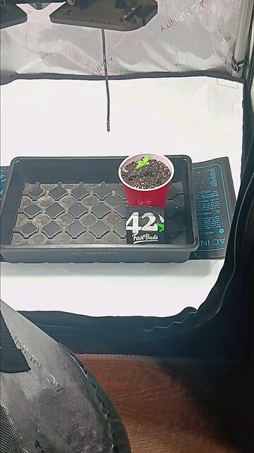 Gorilla Cookies auto