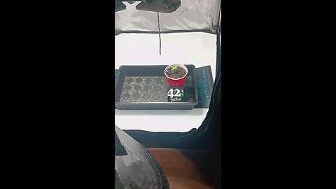 Gorilla Cookies auto