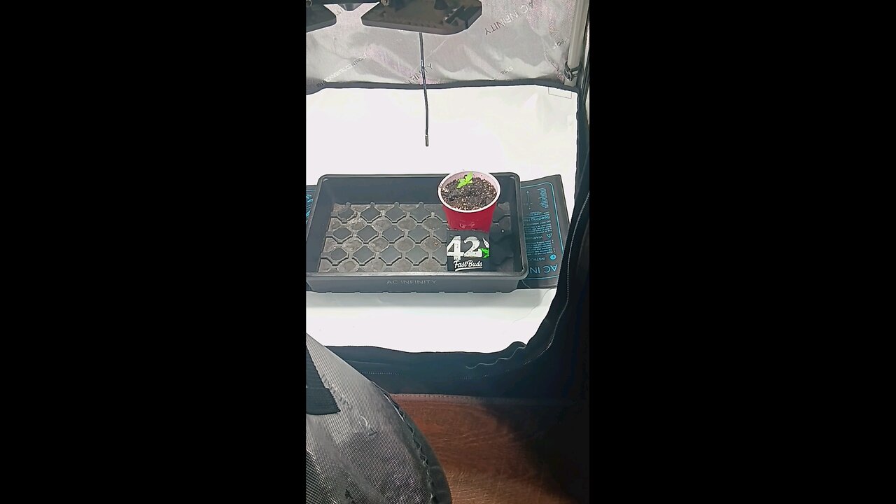 Gorilla Cookies auto