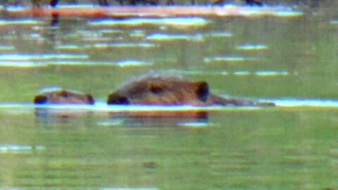 Baby Beaver with Mom