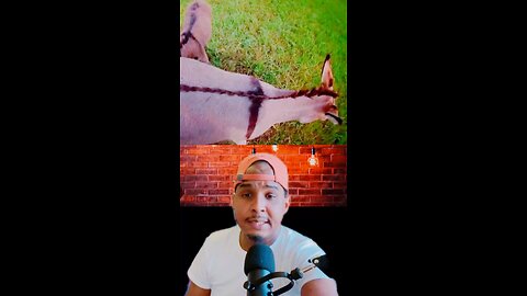 El burro es el único animal que tiene un cruz 🔥 #viral #reels #shorts #video #jesus
