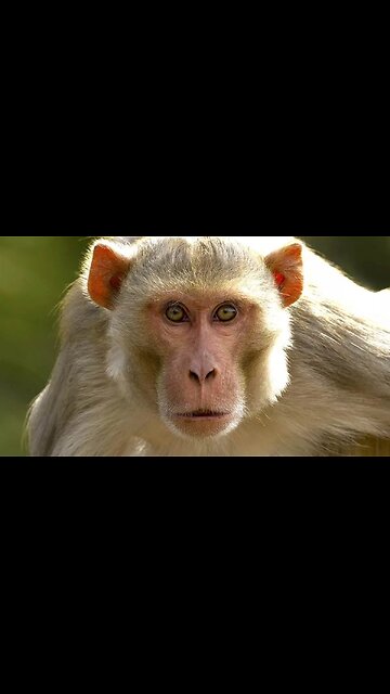 🔥 The Old Woman Who Set Fire to the Farmer and Monkey's Home