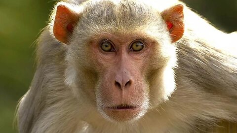 🔥 The Old Woman Who Set Fire to the Farmer and Monkey's Home