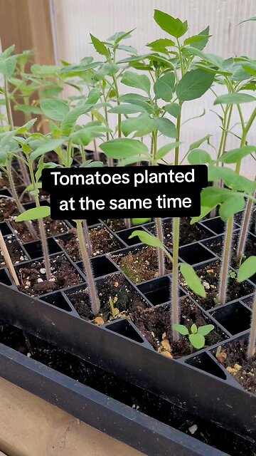 Winstrip vs Peat Pots