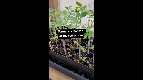 Winstrip vs Peat Pots