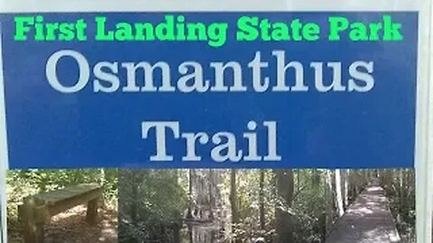 Osmanthus trail First landing state park Virginia