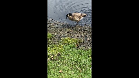 Canada Goose 🪿 #canadagoose #goose #followme #viral #trending #shorts