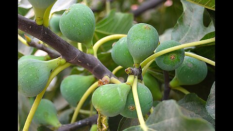 Natural Remedy - Figs | Kim Layon | September 27, 2025