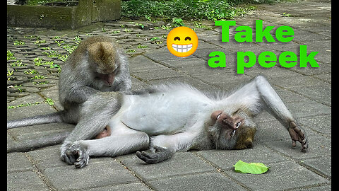 Take a peek at the monkeyes at the Ubud forest sanctuary