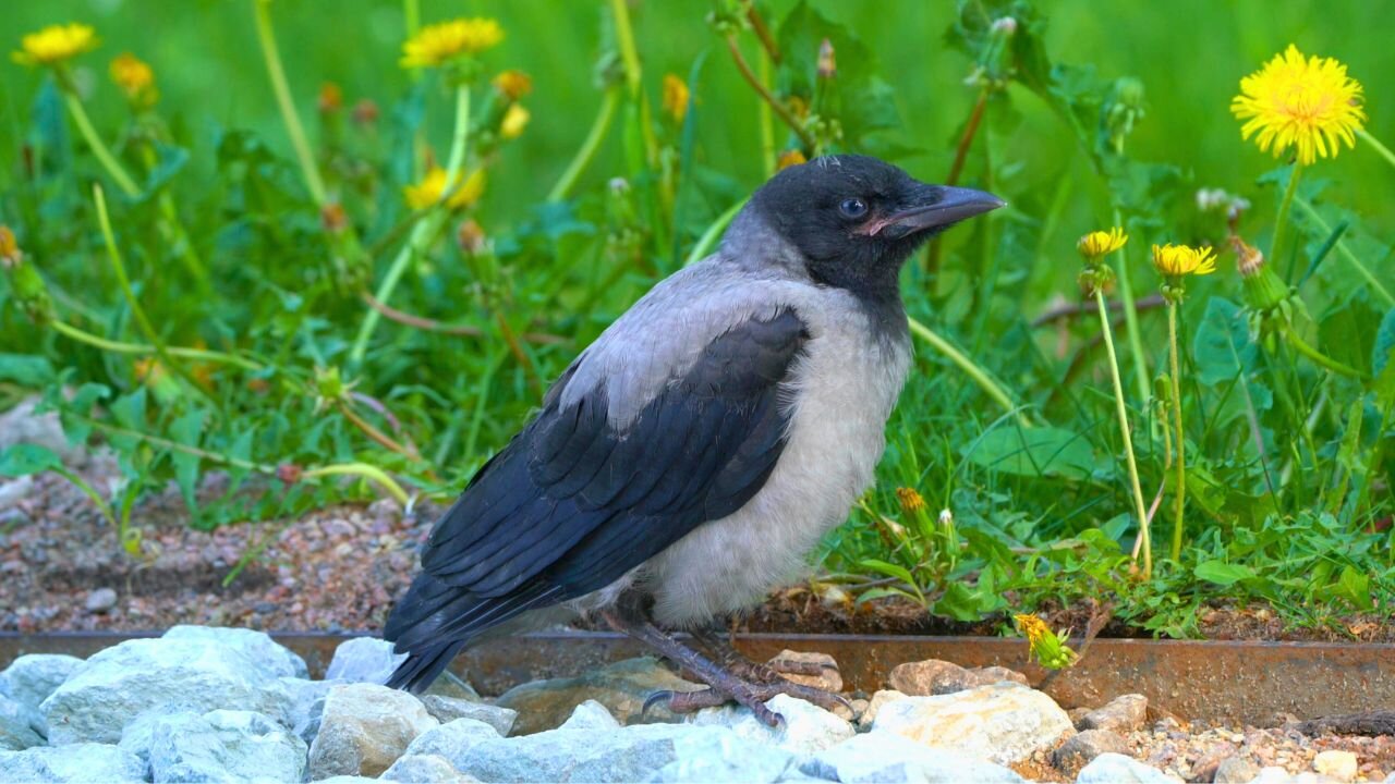 Bored Baby Hooded Crow Fledgling Samples Some Greens