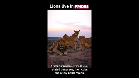 Lions Facts | Animals and wildlife video