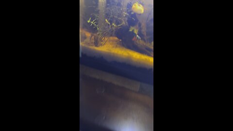 Mystery snail