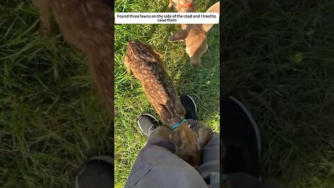 The man saved three deer from a dangerous road and became their family