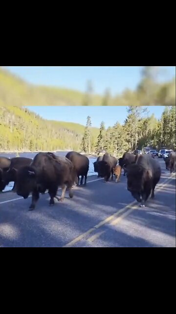 WILDLIFE~ANIMALS EVACUATES YELLOWSTONE PARK🫎🦌🦬🏜️🦬📸DUE TO EARTH SHIFTING🐺🏞️🐻💫