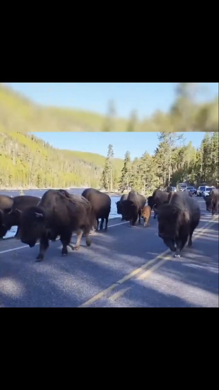 WILDLIFE~ANIMALS EVACUATES YELLOWSTONE PARK🫎🦌🦬🏜️🦬📸DUE TO EARTH SHIFTING🐺🏞️🐻💫