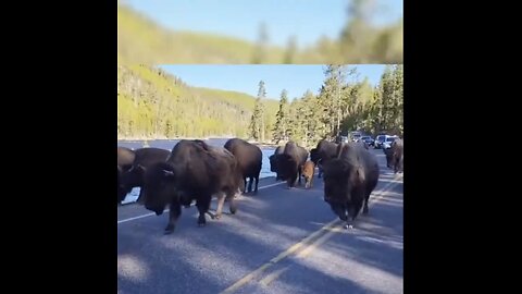 WILDLIFE~ANIMALS EVACUATES YELLOWSTONE PARK🫎🦌🦬🏜️🦬📸DUE TO EARTH SHIFTING🐺🏞️🐻💫 