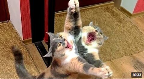 Cat SHOCKED by Its Twin😂 Funny Cats Videos