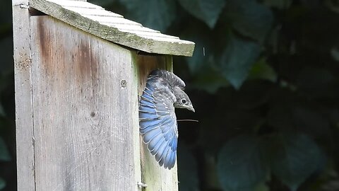 Bluebird #3 Leaves the Nest