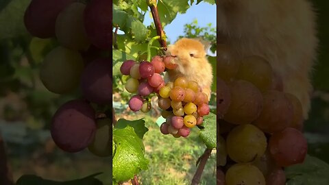 The little rabbit climbs up the tree to eat grapes and be cute. Rabbit is a cute little pastoral pe