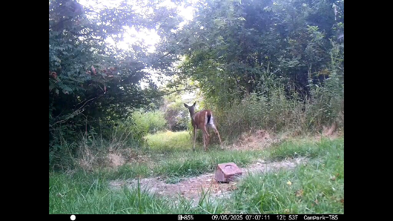 Deer Cam 09 05 2025 Deer Walking Using Deer Trail By House Game Cam Trail Cam